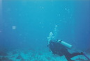 Cozumel Diving (271033)