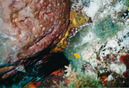 Cozumel Diving (271501)