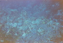 Cozumel Diving (271077)