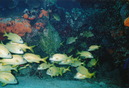 Cozumel Diving (271388)