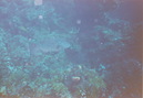 Cozumel Diving (271370)