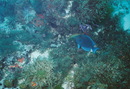 Cozumel Diving (271329)