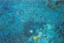 Cozumel Diving (271498)