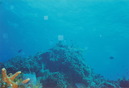 Cozumel Diving (271328)