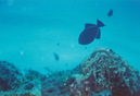 Cozumel Diving (271040)