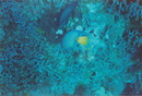 Cozumel Diving (271504)