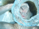 First Underwater Pics (8654)