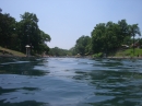 Barton Springs Crawfish (8041)