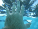 First Underwater Pics (8677)