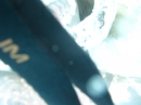 First Underwater Pics (8678)