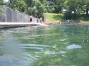 Barton Springs Crawfish (8040)