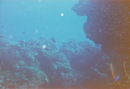 Cozumel Diving (271747)