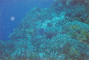 Cozumel Diving (272126)
