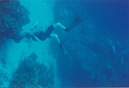 Cozumel Diving (271742)