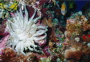 Cozumel Diving (271716)