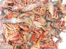 Putt's Crawfish Boil (9508)