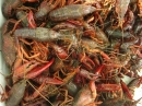 Putt's Crawfish Boil (9504)