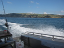 Waiheke Fishing Trip (303558)