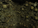 Catacombes de Paris (306958)