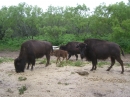 Double Nickel Bison Ranch (11185)