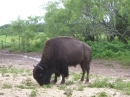 Double Nickel Bison Ranch (11134)