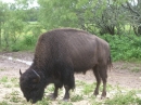 Double Nickel Bison Ranch (11135)