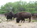 Double Nickel Bison Ranch (11159)