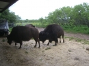 Double Nickel Bison Ranch (11164)