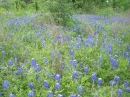 Axel Lane Bluebonnets (11672)