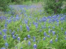 Axel Lane Bluebonnets (11653)