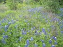 Axel Lane Bluebonnets (11641)