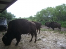 Double Nickel Bison Ranch (11116)