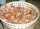 Putt's Crawfish Boil 2007 (11486)
