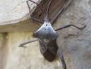 Click Beetle (320120)
