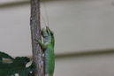 A Lizard (330361)