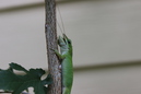 A Lizard (330406)