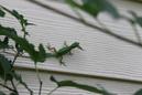 A Lizard (330413)
