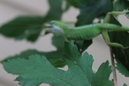 A Lizard (330391)