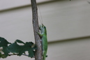 A Lizard (330331)