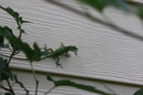 A Lizard (330422)
