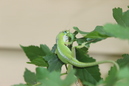 A Lizard (330431)