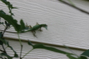 A Lizard (330398)