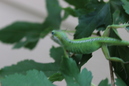 A Lizard (330369)