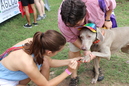 Pride Festival 2014 (334356)