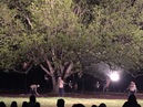 Trees of Govalle Performance (345236)