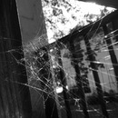 Broadmoor Spider (360240)