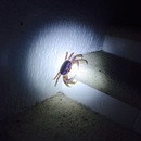 Cozumel 2015 (360115)