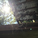 Broadmoor Spider (360263)