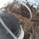 Broadmoor Spider (360201)