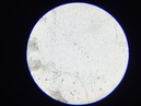 New Microscope Shots (360108)